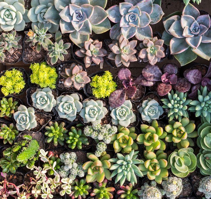 garden maintenance Hedge trimming