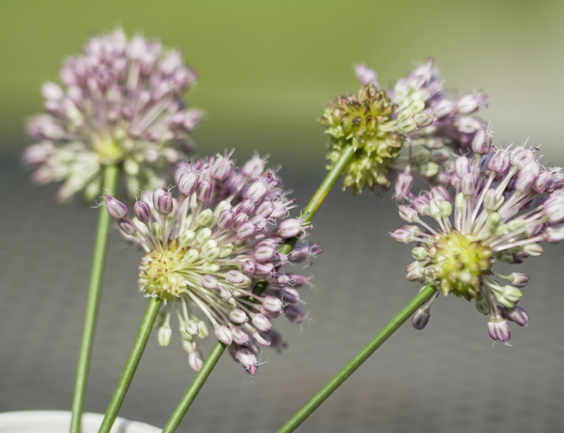 flower borders garden