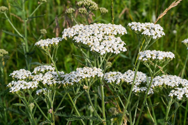 garden Grass