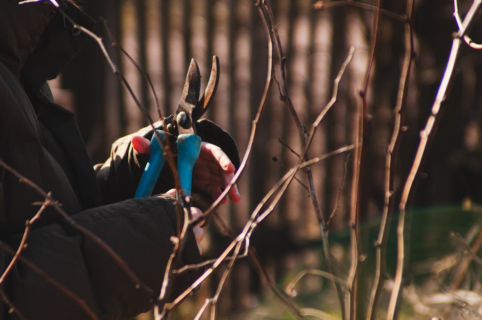 A person wearing a dark jacket and black gloves is using a pair of pruning shears to trim the thin, leafless branches of a shrub or small tree in an outdoor garden setting. The background features a wooden fence with vertical slats, slightly blurred to emphasize the focus on the pruning activity. The garden area has a mixture of grassy patches and soil, with some areas of damp, dark earth visible. The sunlight casts a warm glow, highlighting the textures of the bare branches and the tool. The scene depicts regular garden maintenance, such as hedge trimming or pruning, and illustrates careful gardening work during a season when many plants are leafless. A natural, organized layout of garden beds and pathways can be seen, with the gardener from Gardeners Roehampton focused on proper plant care, reflecting professional landscaping work aligned with garden maintenance themes related to tree work permissions and outdoor care.