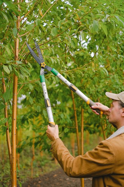 A person wearing a beige cap and jacket is trimming a tall, leafy tree using long-handled pruning shears, with a focus on the branch and foliage. The tree has green leaves and slender, brown branches, supported by a thin wooden stake. The surrounding garden features a lush green hedge, a neatly mowed lawn with textured grass, and a pathway visible in the background. The scene is well-lit with natural daylight, highlighting the fresh, healthy appearance of the foliage and the soil beneath the tree, which appears dark and slightly moist. The image demonstrates diligent garden maintenance, likely part of landscaping work, and is associated with professional gardening services by Gardeners Roehampton, in the context of understanding tree work permission as referenced in the webpage about Wandsworth council regulations.