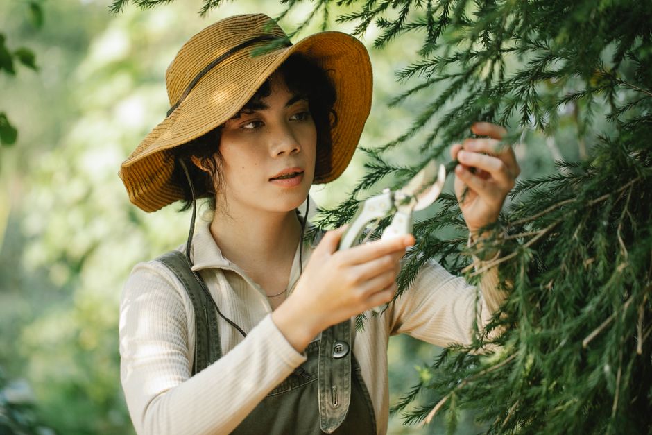 A person wearing a dark jacket and black gloves is using a pair of pruning shears to trim the thin, leafless branches of a shrub or small tree in an outdoor garden setting. The background features a wooden fence with vertical slats, slightly blurred to emphasize the focus on the pruning activity. The garden area has a mixture of grassy patches and soil, with some areas of damp, dark earth visible. The sunlight casts a warm glow, highlighting the textures of the bare branches and the tool. The scene depicts regular garden maintenance, such as hedge trimming or pruning, and illustrates careful gardening work during a season when many plants are leafless. A natural, organized layout of garden beds and pathways can be seen, with the gardener from Gardeners Roehampton focused on proper plant care, reflecting professional landscaping work aligned with garden maintenance themes related to tree work permissions and outdoor care.