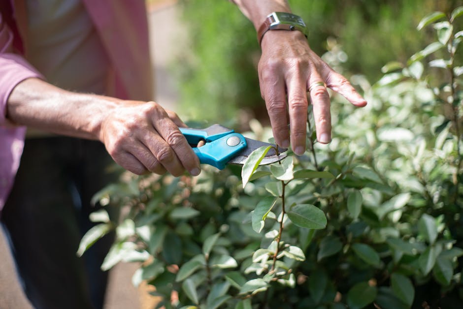 A gardener's hands are captured in a close-up as they trim a lush green shrub with sharp, blue pruning shears during daytime. The shrub features dense, glossy oval-shaped leaves with a smooth texture. The gardener, wearing a pink long-sleeved shirt and a silver wristwatch, is carefully cutting a branch near the tips to maintain the plant's shape. In the background, more foliage and a blurred garden scene suggest a well-maintained outdoor space with natural sunlight filtering through leaves. The garden bed has rich, dark soil, and a well-kept lawn stretches beyond, demonstrating typical garden maintenance activities. Gardeners Roehampton’s expertise is reflected in professional landscape care, emphasizing neat hedge trimming and overall outdoor upkeep in environments like this.