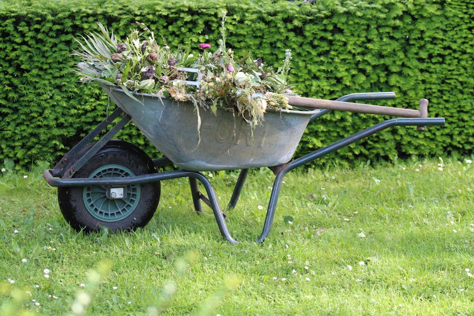 A gardener's hands are captured in a close-up as they trim a lush green shrub with sharp, blue pruning shears during daytime. The shrub features dense, glossy oval-shaped leaves with a smooth texture. The gardener, wearing a pink long-sleeved shirt and a silver wristwatch, is carefully cutting a branch near the tips to maintain the plant's shape. In the background, more foliage and a blurred garden scene suggest a well-maintained outdoor space with natural sunlight filtering through leaves. The garden bed has rich, dark soil, and a well-kept lawn stretches beyond, demonstrating typical garden maintenance activities. Gardeners Roehampton’s expertise is reflected in professional landscape care, emphasizing neat hedge trimming and overall outdoor upkeep in environments like this.
